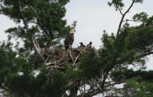 Minnesota bald eagles