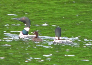 Minnesota wildlife at Wildwood Resort