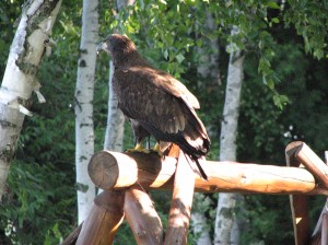 Minnesota bald eagle