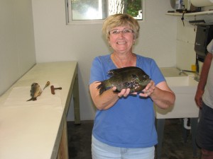 15+ oz. Bass Lake Bluegill