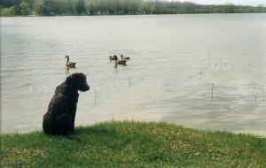 minnesota family resort