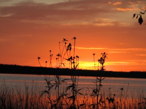 Minnesota wildflowers against a Bass Lake Sunset