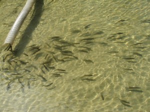 walleye stocking in bass lake, grand rapids mn