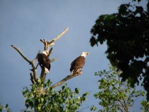 Minnesota bald eagles