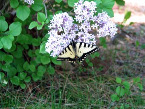 lilacs and butterflies