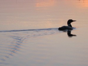 Minnesota loon