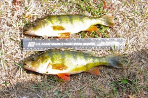 minnesota perch fishing