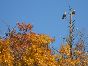 bald eagles