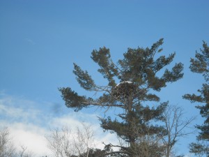 Minnesota bald eagles