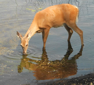 Spring Nature At It's Best | Wildwood Resort Experience Spring at Wildwood Resort | Grand Rapids MN Vacation Destination