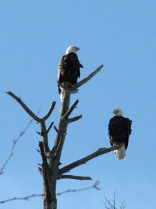 minnesota wildlife