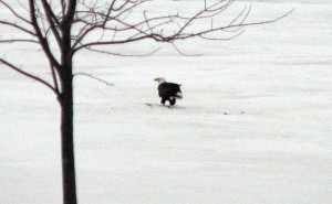 minnesota wildlife