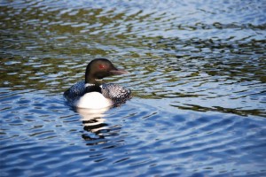 minnesota loon