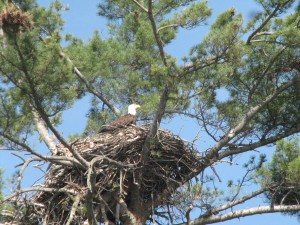 minnesota_wildlife