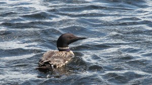 The loons are one of our most favorite things about Minnesota summer.