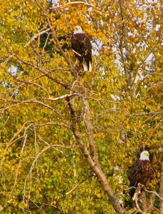 minnesota_fall_colors