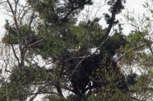 minnesota bald eagle