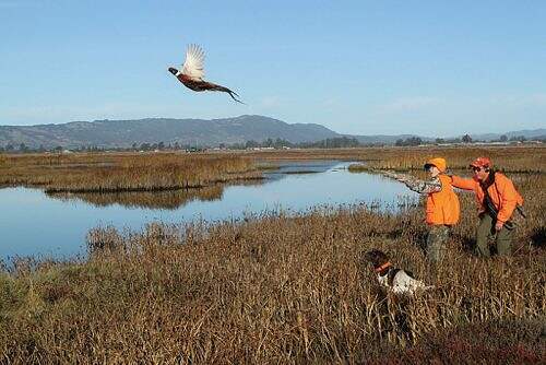 Pheasant hunting