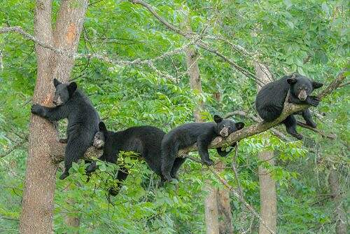 Vince Schute Wildlife Sanctuary