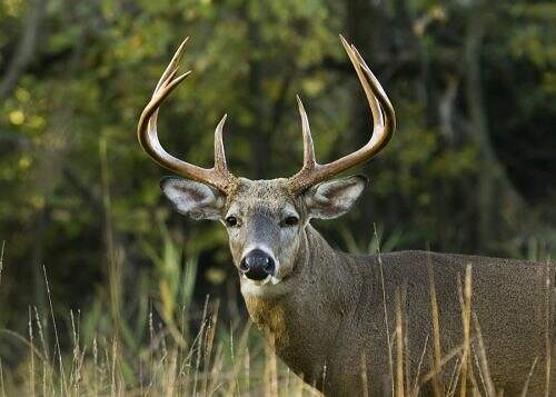 Whitetail deer