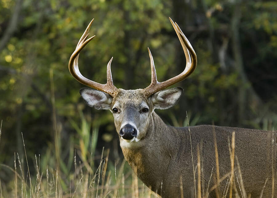 Whitetail deer