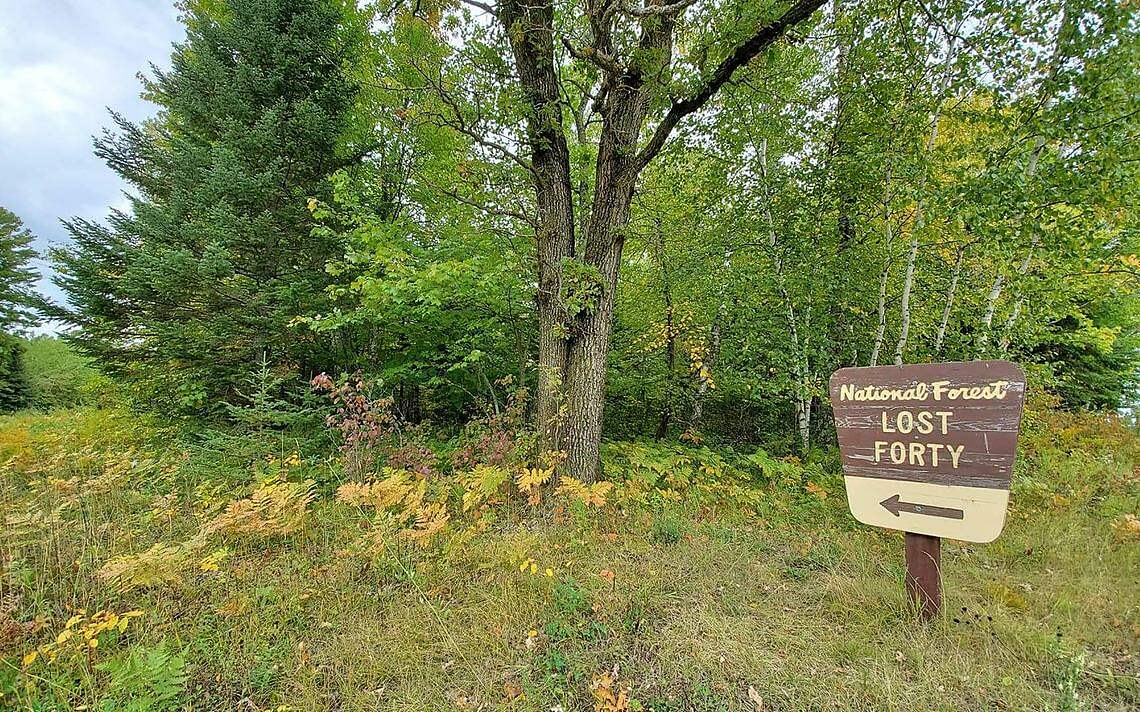 Chippewa National Forest’s “Lost Forty”