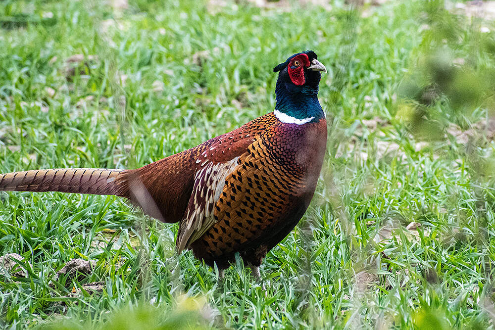 Pheasant in a field